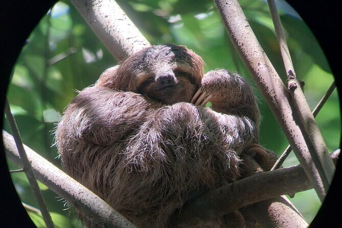 Half Day Guided Hiking at Manuel Antonio National Park - Authentic Encounters and Real-Life Reviews