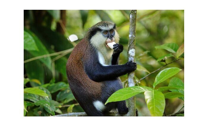 Half Day Private Island Adventure in Grenada