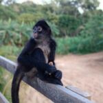 Half Day Roatan Sightseeing and Jungle Island Tour - Exploring the Itinerary in Detail