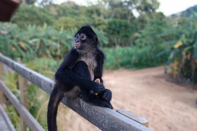 Half Day Roatan Sightseeing and Jungle Island Tour - Exploring the Itinerary in Detail