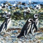 Half Day sailing Magdlena Island Penguin Colony P.Arenas October to March only - FAQ