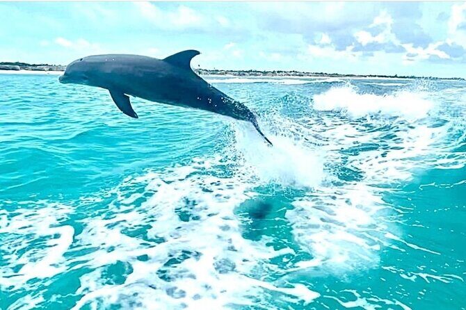 Half Day Snorkel from Providenciales with Visit to Half Moon Bay - Who Is This Tour Best For?