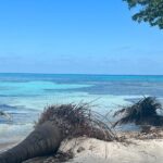 Half Day Snorkel to Laughing Bird Caye - A Detailed Look at What to Expect