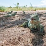 Half-day Snorkeling, Cruising, Iguana Island, Half Moon Bay - Analyzing the Value