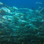 Half-Day Snorkeling Experience in Tamarindo - Who Will Love This Tour?