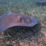 Half Day Snorkeling Tour Caye Caulker - Why This Tour Works