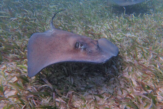 Half Day Snorkeling Tour Caye Caulker - Why This Tour Works