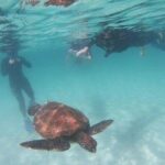 Half Day Tintoreras Tour from Isabela Island - In-Depth Look at the Tour Experience