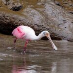 Half Day Tour Churute Mangroves and Bird Watching from Guayaquil - Is This Tour Worth It?