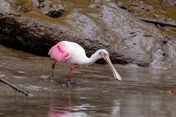 Half Day Tour Churute Mangroves and Bird Watching from Guayaquil - Is This Tour Worth It?