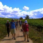 Half Day Tour of Wineries and Olive Oil from Mendoza - A Closer Look at the Experience