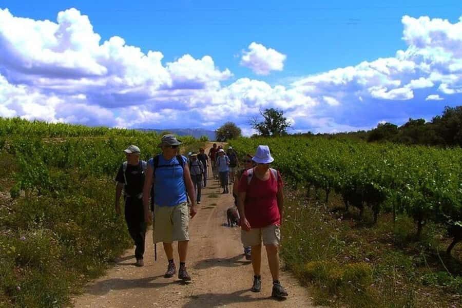 Half Day Tour of Wineries and Olive Oil from Mendoza - A Closer Look at the Experience