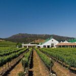 Half Day Trip to Casas del Bosque Vineyard from Santiago - Wine Tasting Included - Exploring the Casas del Bosque Vineyard and Its Surroundings