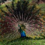 Hampden Rum Factory Tour With French Guide - Why Choose This Tour?