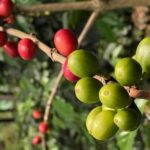 Hands-On Tour to Coffee Plantation from Bogota Option basic - Why This Tour Offers Real Value