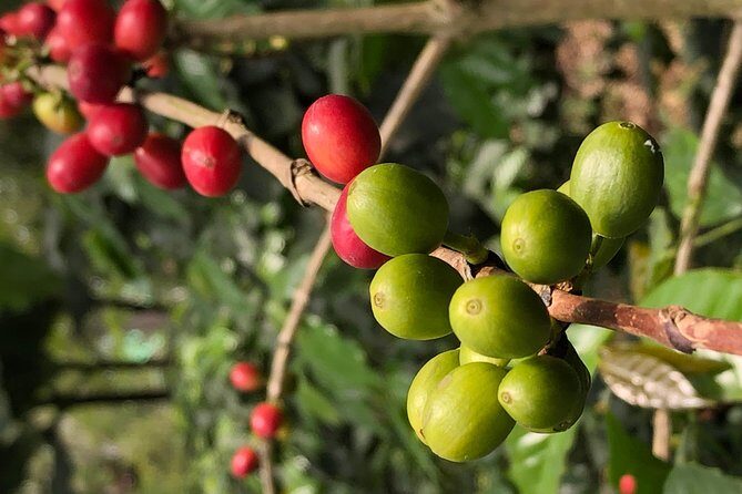 Hands-On Tour to Coffee Plantation from Bogota Option basic - Why This Tour Offers Real Value