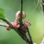 Hanging Bridges Nature History Private Walking Tour - The Sum Up