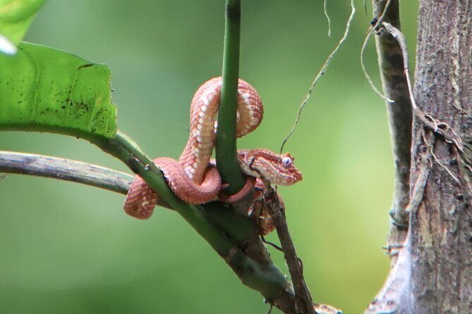Hanging Bridges Nature History Private Walking Tour - The Sum Up