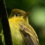 Hanging Bridges & Wildlife: Monteverde Cloud Forest Experience - Who Should Consider This Tour?