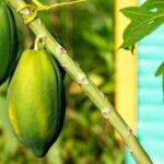 Higuey and River Yuma Full Day Tour with Lunch from Punta Cana - Who Should Consider This Tour?