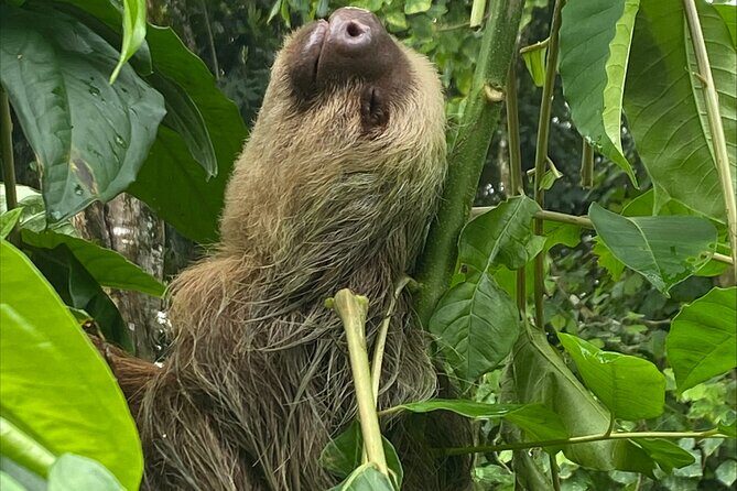 Hike Adventure in Cahuita National Park - Why This Tour Appeals