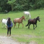 Hiking High Andean Forests - The Experience Through the Lens of Reviewers