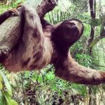 Hiking to Christ the Redeemer A Journey to Rio's Iconic Landmark - Practical Details and What You Need to Know