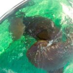 Hol Chan and Sharks Ray Alley Snorkeling - Why This Tour Stands Out