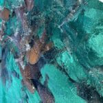 Hol Chan Full-Day Bucket List Snorkeling and Marine Life Tour - Who Will Love This Tour?