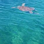 Honor Roll Private Bahamas Boat Charter - Practical Tips for Making the Most of Your Bahamas Boat Trip