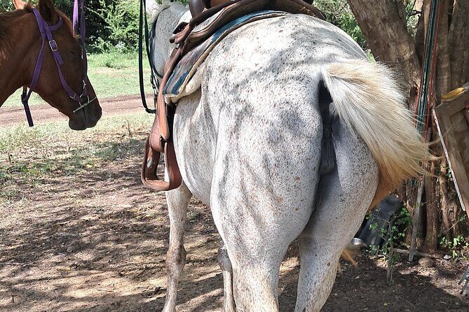 Horse Ride and Hike Tour to Pigeon Island with Lunch with Dore's - Who Should Consider This Tour?
