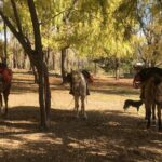 Horseback expedition to The Andes, 2 days. Sleep in the heart of the mountain. - The Itinerary in Detail