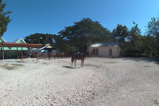 Horseback ride n Swim - Authentic Experiences and Traveler Insights