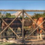 Horseback ride through vineyards followed by gourmet lunch - An In-Depth Look: What to Expect from This Mendoza Adventure