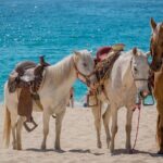 Horseback Riding Adventure to Macao Alto Beaches in Punta Cana - Why This Tour Works Well for Travelers