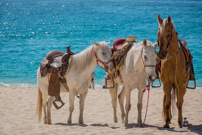 Horseback Riding Adventure to Macao Alto Beaches in Punta Cana - Why This Tour Works Well for Travelers