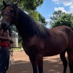 Horseback Riding and Taíno Cave Exploration - A Close Look at the Tour