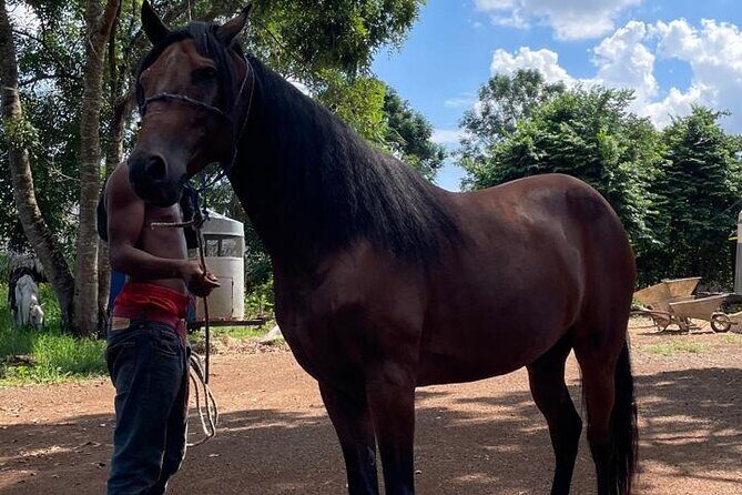 Horseback Riding and Taíno Cave Exploration - A Close Look at the Tour