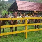 Horseback Riding Jaco - What Sets This Tour Apart