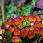 Horseback Riding near Strait of Magellan - An In-Depth Look at the Horseback Adventure