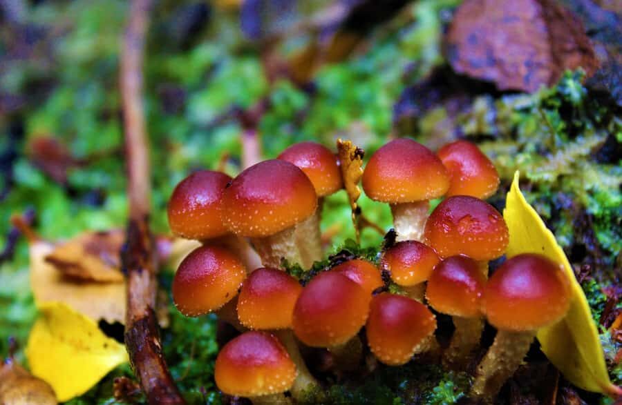 Horseback Riding near Strait of Magellan - An In-Depth Look at the Horseback Adventure