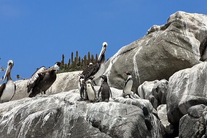 Horseback riding on beach, Winery, Alpacas, penguins & cowboyBBQ - What Real Travelers Say