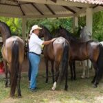 Horseback Riding on the beach with Colombian Paso Show, Cartagena - Authenticity and Genuine Experiences