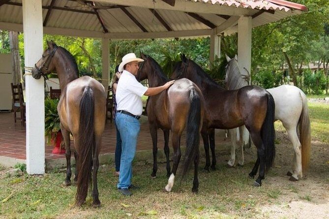 Horseback Riding on the beach with Colombian Paso Show, Cartagena - Authenticity and Genuine Experiences