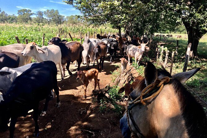 Horseback Riding Private Tour - A Deep Dive into the Horseback Riding Private Tour