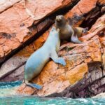 Huacachina Oasis & Mini-Galapagos! Most reviewed company in Peru! - Authentic Experiences: What Travelers Say