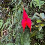 Huaynapicchu Mountain Entry Ticket - An In-Depth Look at the Huayna Picchu Experience