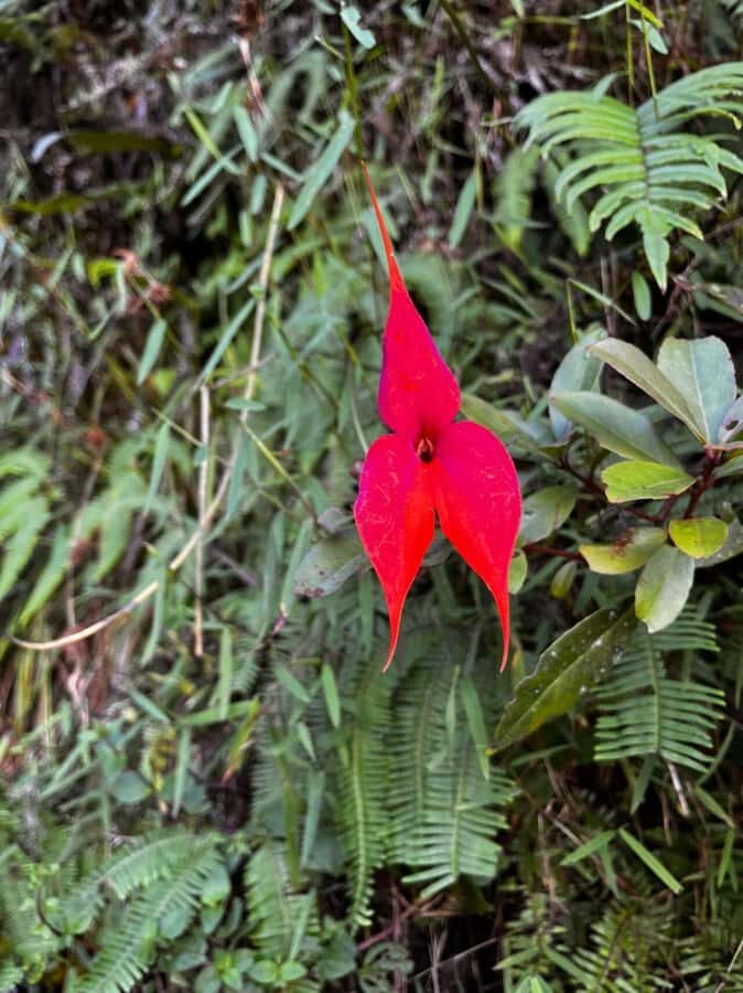 Huaynapicchu Mountain Entry Ticket - An In-Depth Look at the Huayna Picchu Experience