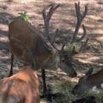 Huilo Huilo Reserve Tour from Valdivia with Lunch - Exploring the Huilo Huilo Biological Reserve