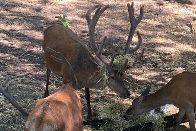 Huilo Huilo Reserve Tour from Valdivia with Lunch - Exploring the Huilo Huilo Biological Reserve
